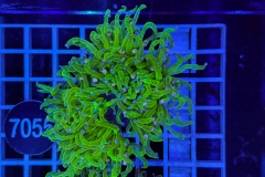 Euphyllia glabrescens