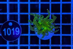 Euphyllia glabrescens