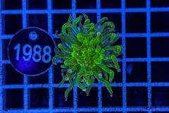 Euphyllia glabrescens