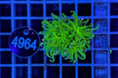 Euphyllia glabrescens