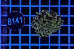 Euphyllia paraancora