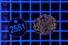 Euphyllia paraancora