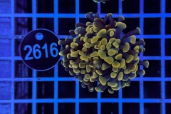 Euphyllia paraancora