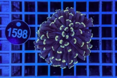 Euphyllia paraancora