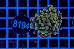 Euphyllia paraancora