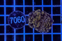 Euphyllia paraancora