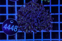 Euphyllia paraancora