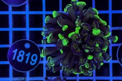 Euphyllia paraancora