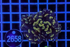 Euphyllia paraancora