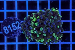 Euphyllia paraancora