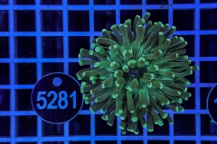 Euphyllia paraancora