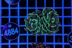 Euphyllia paraancora