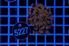 Euphyllia paraancora