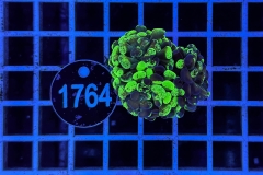 Euphyllia paraancora