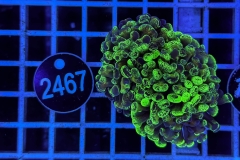 Euphyllia paraancora