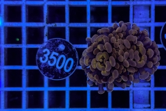 Euphyllia paraancora