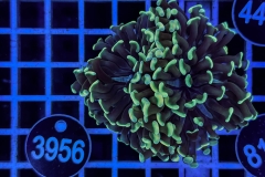 Euphyllia paraancora