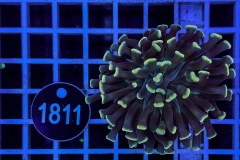 Euphyllia paraancora