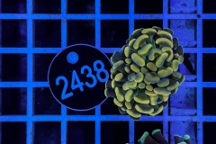 Euphyllia paraancora