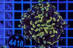 Euphyllia paraancora