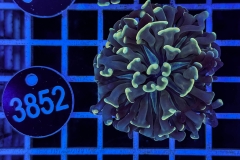 Euphyllia paraancora