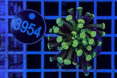 Euphyllia paraancora