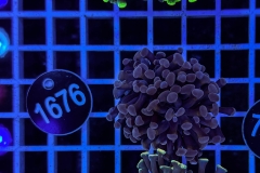 Euphyllia paraancora