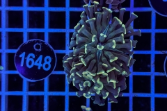 Euphyllia paraancora