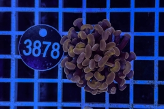 Euphyllia paraancora