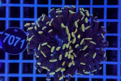 Euphyllia paraancora