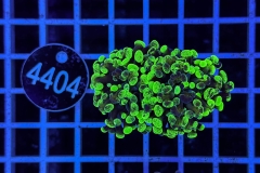 Euphyllia paraancora