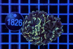 Euphyllia paraancora