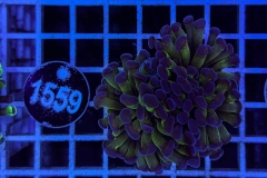 Euphyllia paraancora