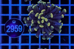 Euphyllia paraancora