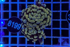 Euphyllia paraancora