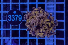 Euphyllia paraancora