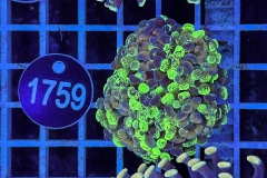 Euphyllia paraancora