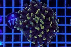 Euphyllia paraancora