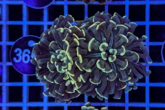 Euphyllia paraancora