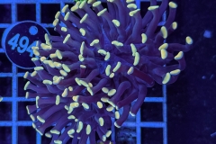 Euphyllia paraancora