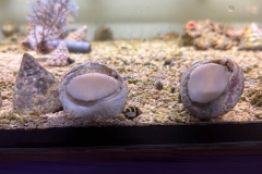 Trochus Maculatus XL