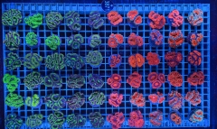 Acanthastrea lordhowensis