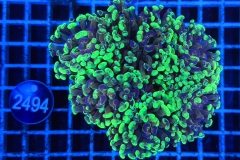 Euphyllia paraancora