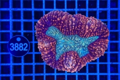 Lobophyllia
