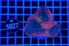 Lobophyllia
