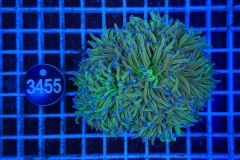 Euphyllia glabrescens