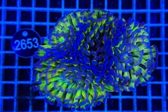 Euphyllia paraancora