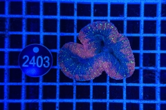 Lobophyllia