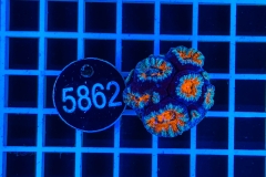 Acanthastrea lordhowensis