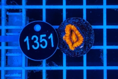 Acanthastrea lordhowensis Rainbow